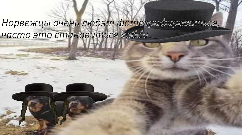 Норвежцы очень любят фотографироваться, часто это становиться хобби