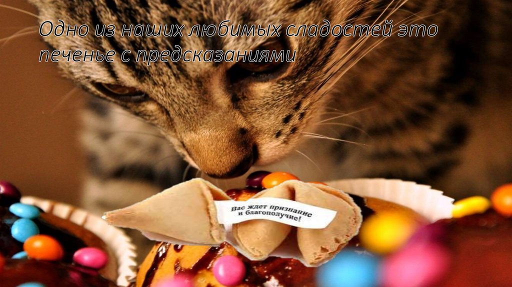 Одно из наших любимых сладостей это печенье с предсказаниями