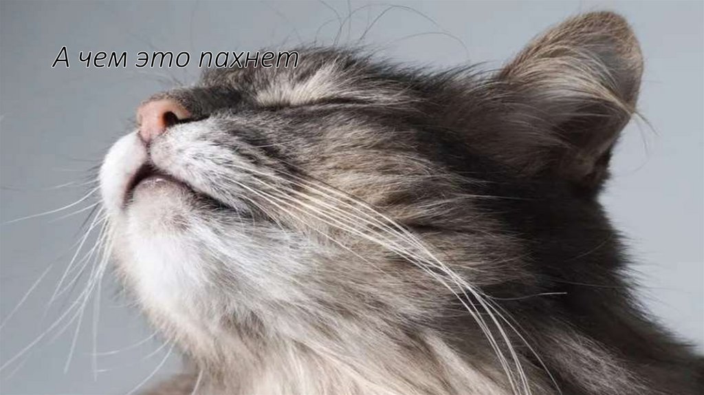 А чем это пахнет