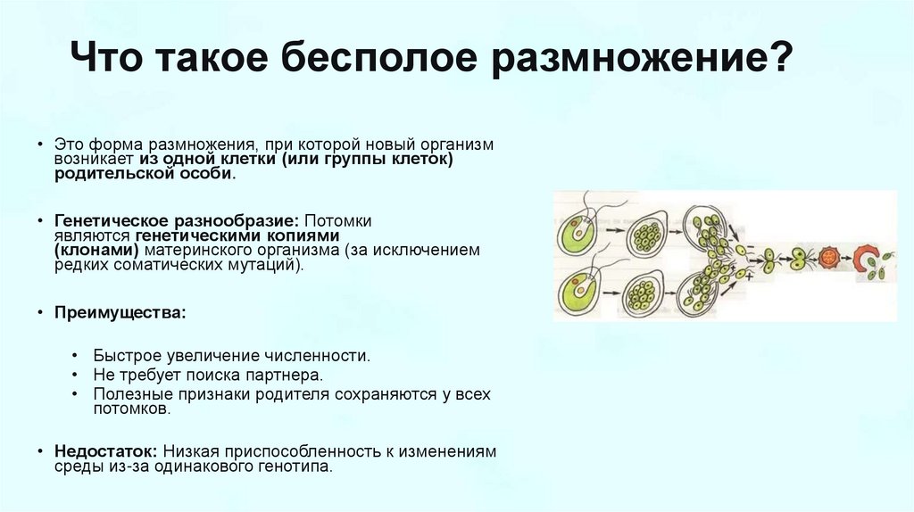 Что такое бесполое размножение?