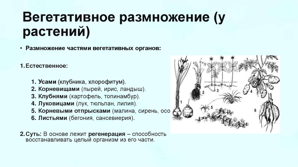 Вегетативное размножение (у растений)