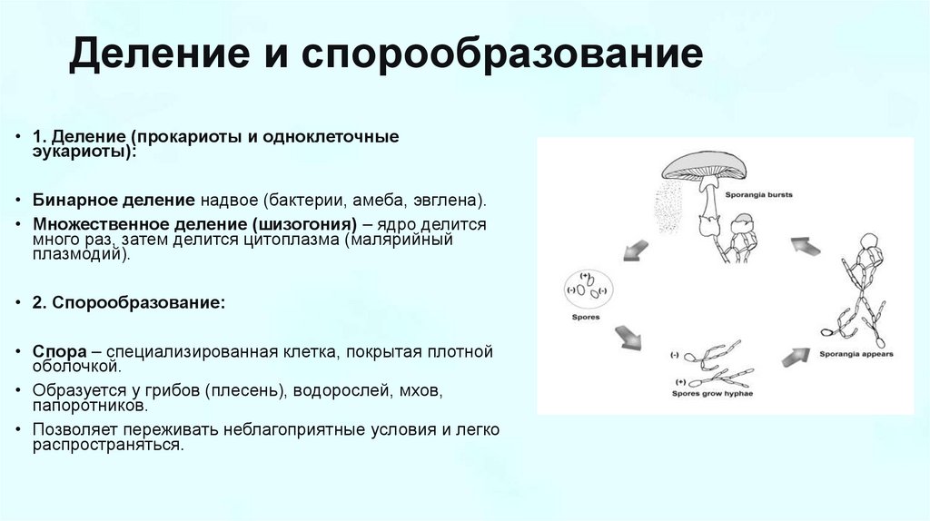 Деление и спорообразование