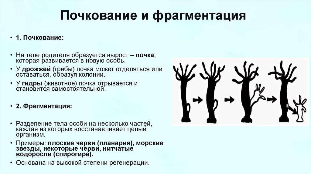 Почкование и фрагментация