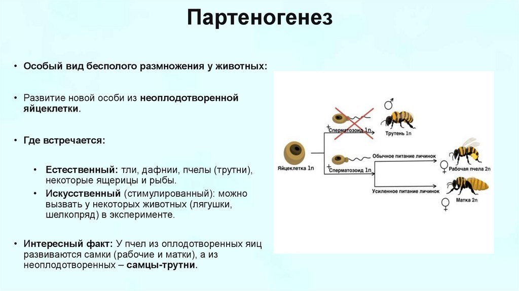 Партеногенез
