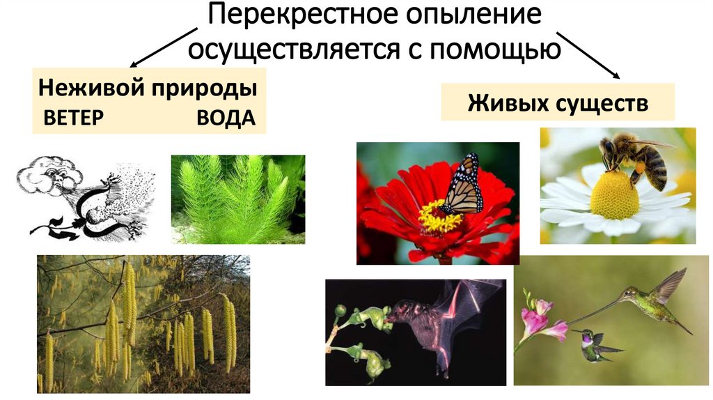 Перекрестное опыление осуществляется с помощью