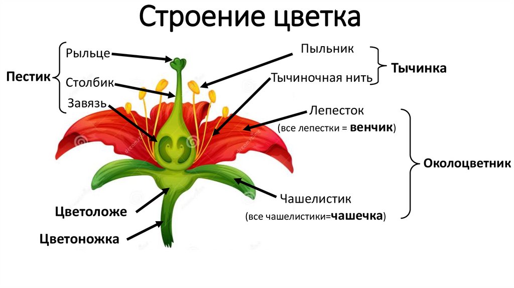 Строение цветка