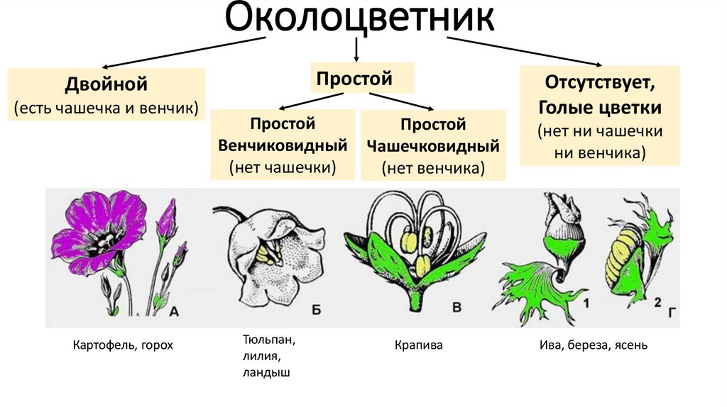 Околоцветник