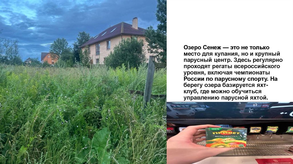 Озеро Сенеж — это не только место для купания, но и крупный парусный центр. Здесь регулярно проходят регаты всероссийского