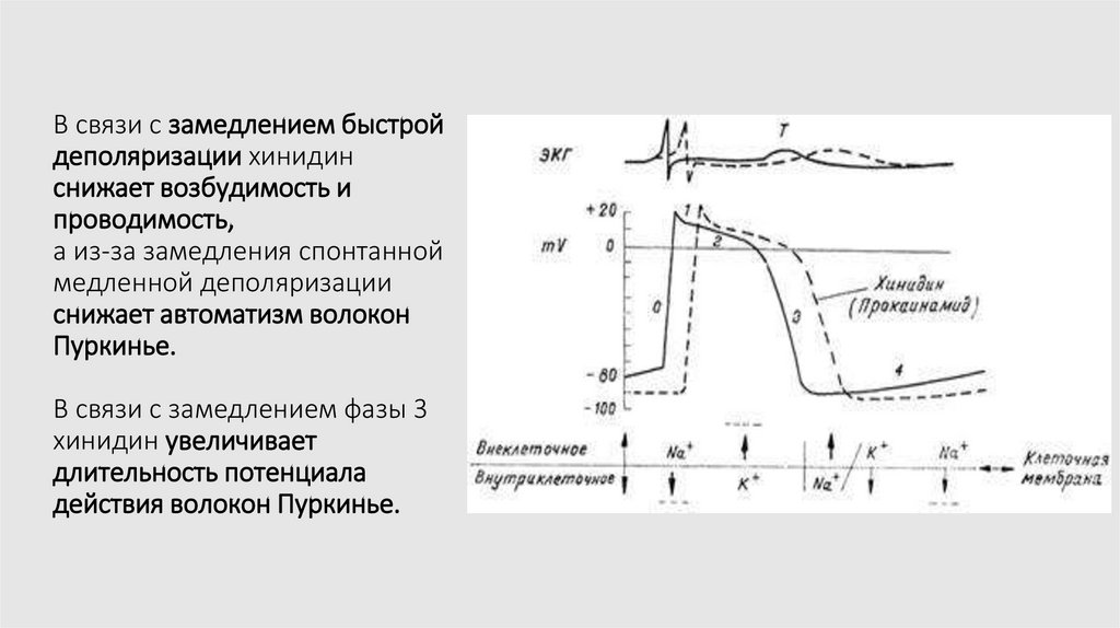 В связи с замедлением быстрой деполяризации хинидин снижает возбудимость и проводимость, а из-за замедления спонтанной