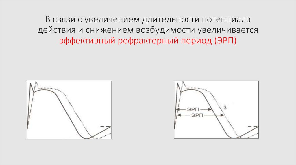 В связи с увеличением длительности потенциала действия и снижением возбудимости увеличивается эффективный рефрактерный период