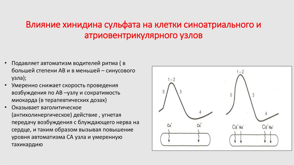 Влияние хинидина сульфата на клетки синоатриального и атриовентрикулярного узлов
