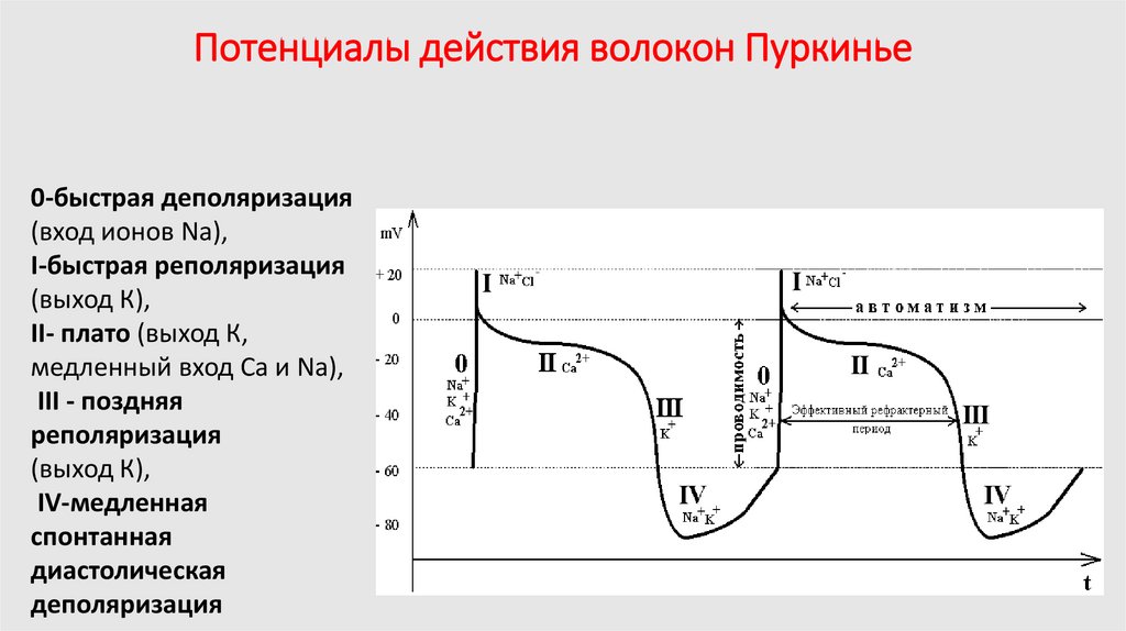 Потенциалы действия волокон Пуркинье