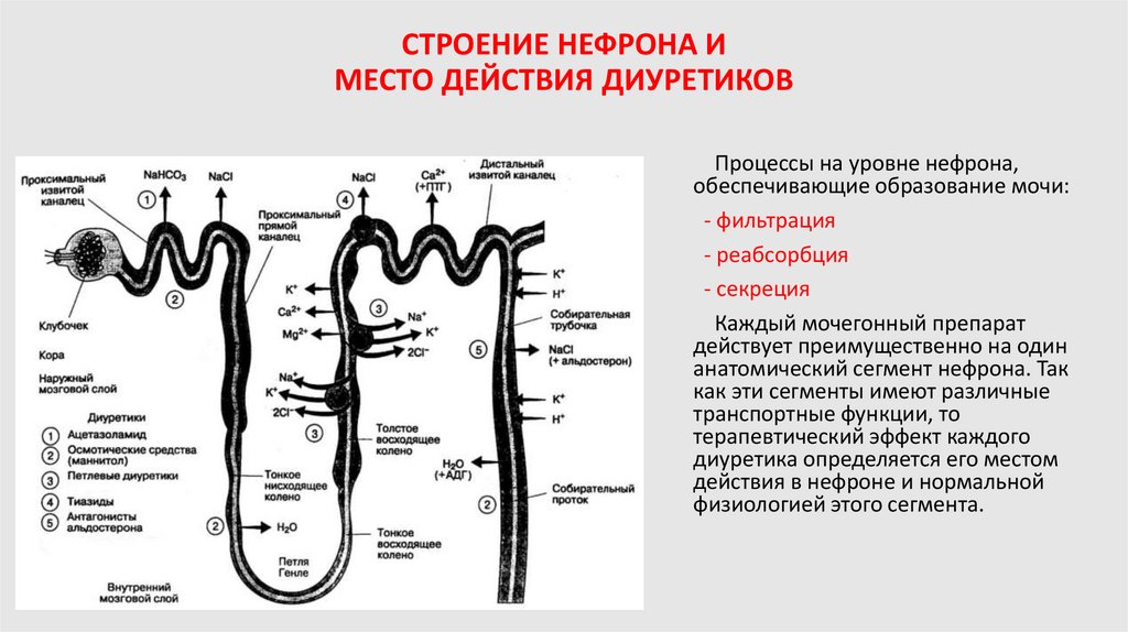 СТРОЕНИЕ НЕФРОНА И МЕСТО ДЕЙСТВИЯ ДИУРЕТИКОВ