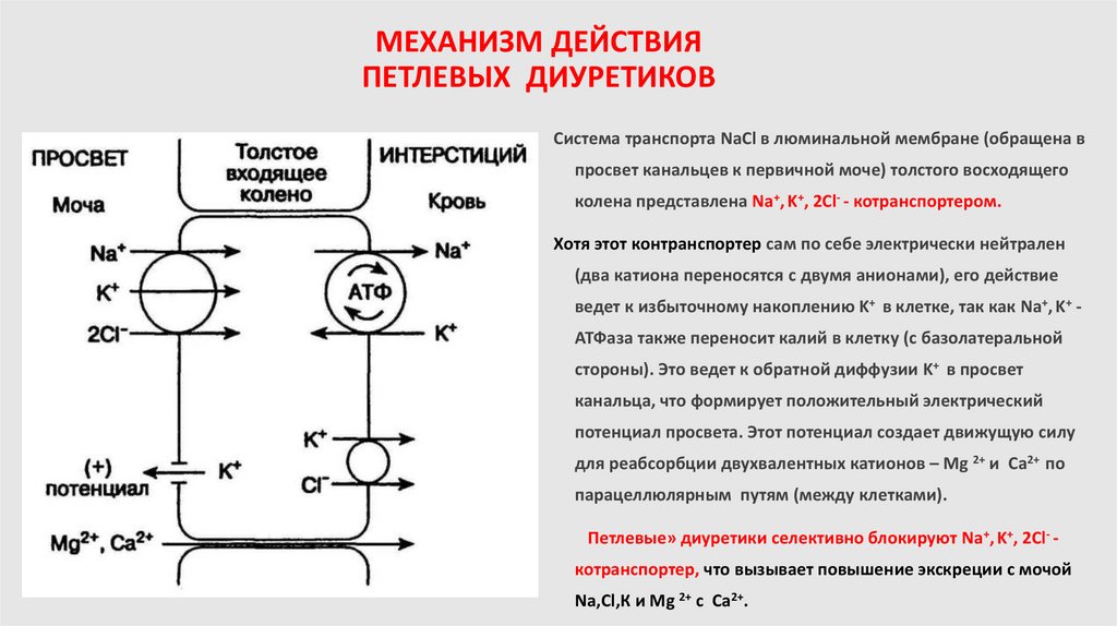 МЕХАНИЗМ ДЕЙСТВИЯ ПЕТЛЕВЫХ ДИУРЕТИКОВ