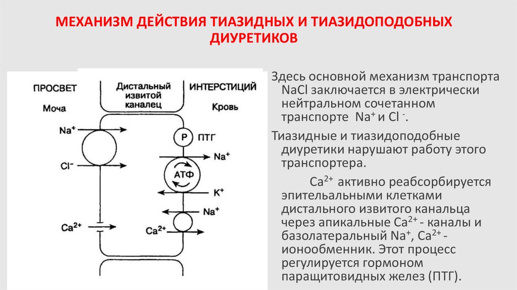МЕХАНИЗМ ДЕЙСТВИЯ ТИАЗИДНЫХ И ТИАЗИДОПОДОБНЫХ ДИУРЕТИКОВ