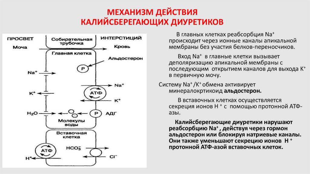 МЕХАНИЗМ ДЕЙСТВИЯ КАЛИЙСБЕРЕГАЮЩИХ ДИУРЕТИКОВ