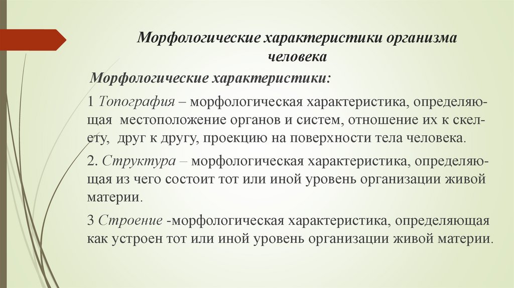 Морфологические характеристики организма человека