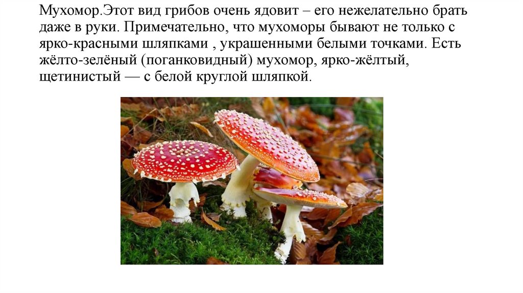 Мухомор.Этот вид грибов очень ядовит – его нежелательно брать даже в руки. Примечательно, что мухоморы бывают не только с