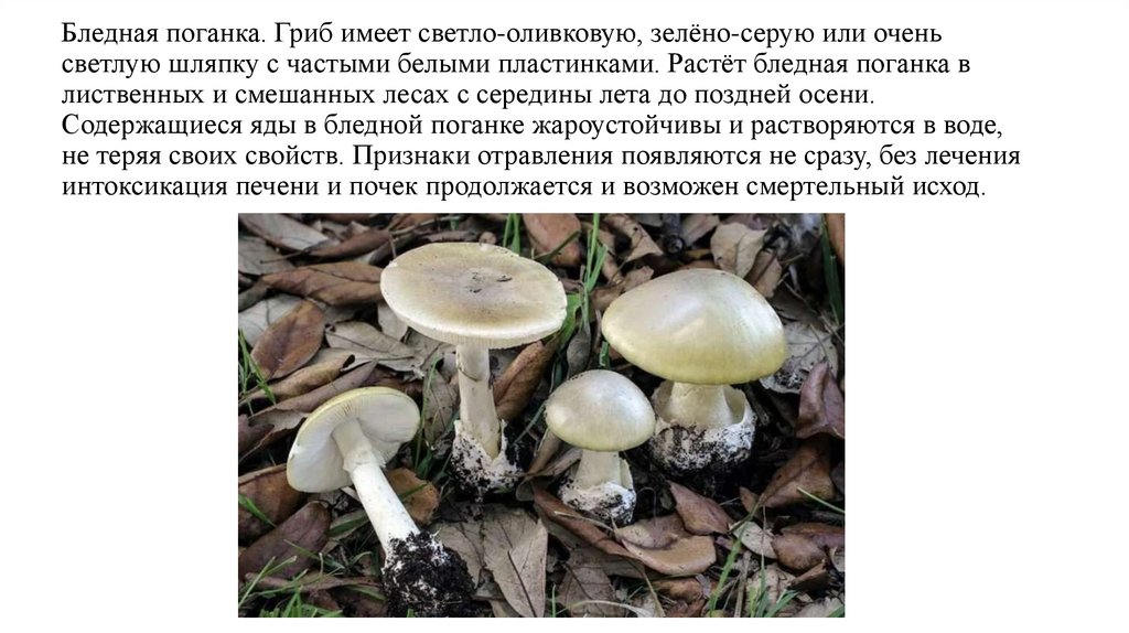 Бледная поганка. Гриб имеет светло-оливковую, зелёно-серую или очень светлую шляпку с частыми белыми пластинками. Растёт