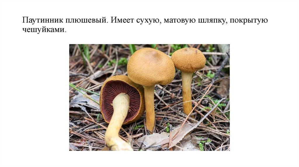 Паутинник плюшевый. Имеет сухую, матовую шляпку, покрытую чешуйками.