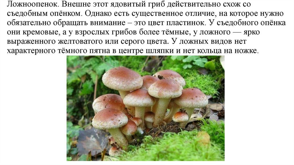 Ложноопенок. Внешне этот ядовитый гриб действительно схож со съедобным опёнком. Однако есть существенное отличие, на которое