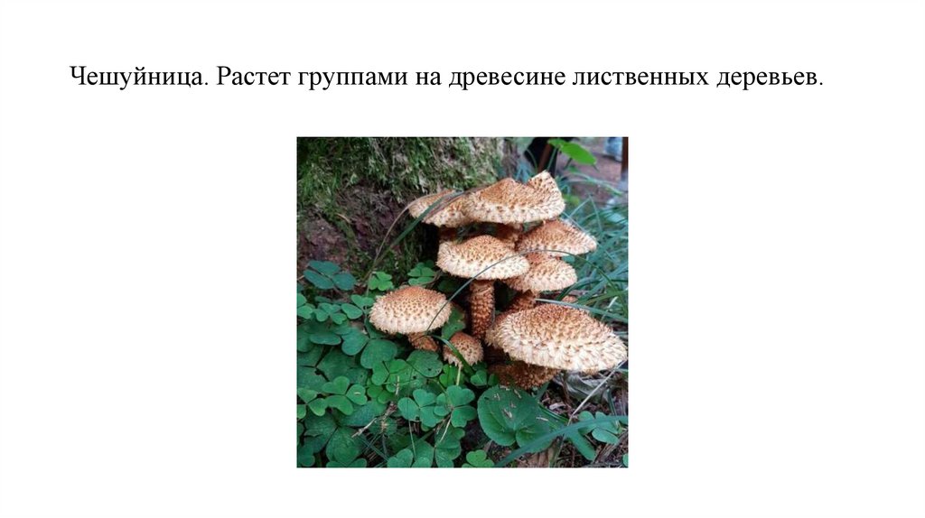 Чешуйница. Растет группами на древесине лиственных деревьев.