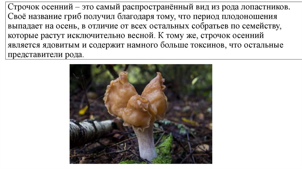 Строчок осенний – это самый распространённый вид из рода лопастников. Своё название гриб получил благодаря тому, что период