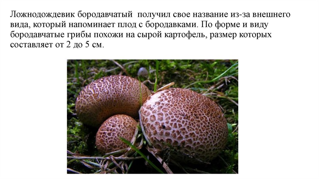 Ложнодождевик бородавчатый  получил свое название из-за внешнего вида, который напоминает плод с бородавками. По форме и виду