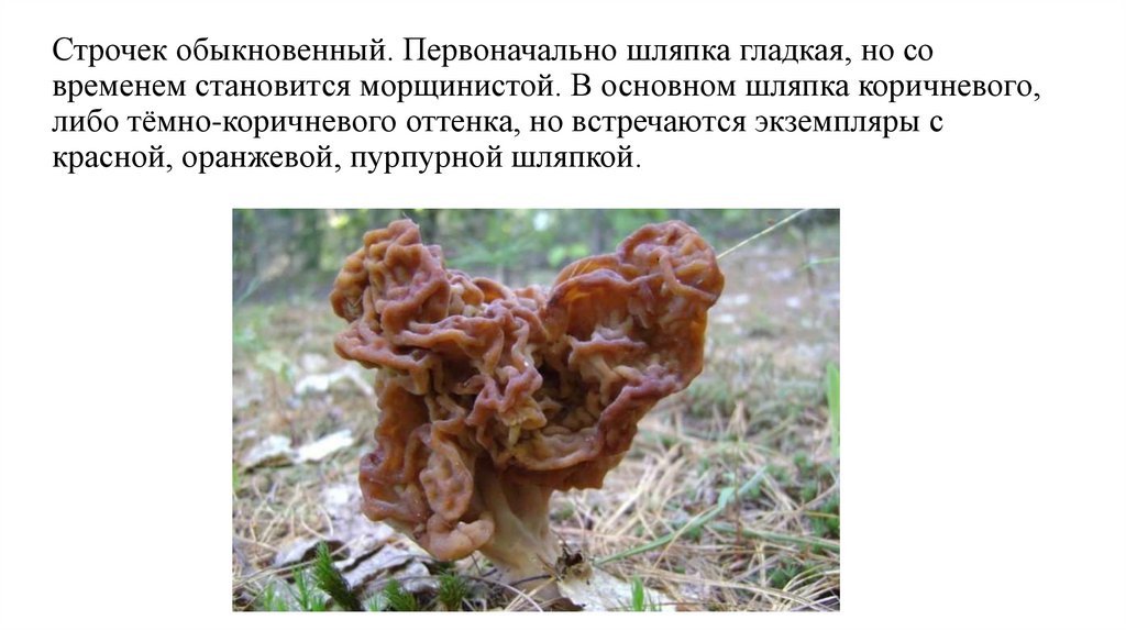 Строчек обыкновенный. Первоначально шляпка гладкая, но со временем становится морщинистой. В основном шляпка коричневого, либо