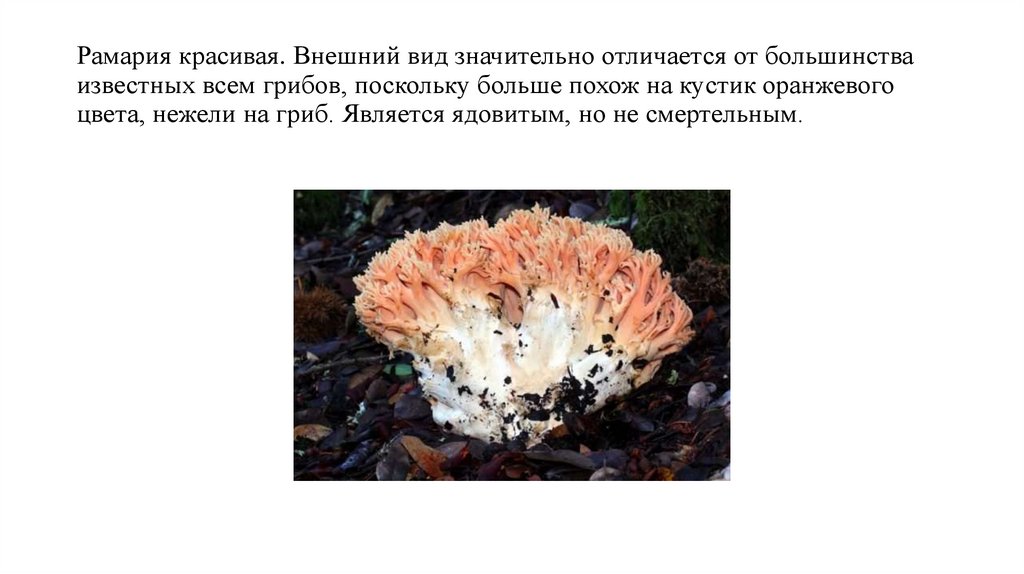 Рамария красивая. Внешний вид значительно отличается от большинства известных всем грибов, поскольку больше похож на кустик