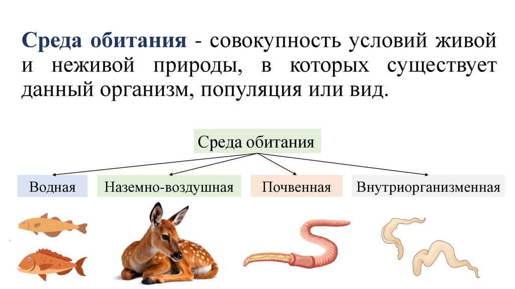 Среда обитания - совокупность условий живой и неживой природы, в которых существует данный организм, популяция или вид.