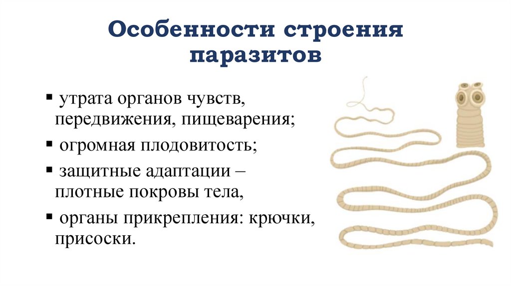 Особенности строения паразитов