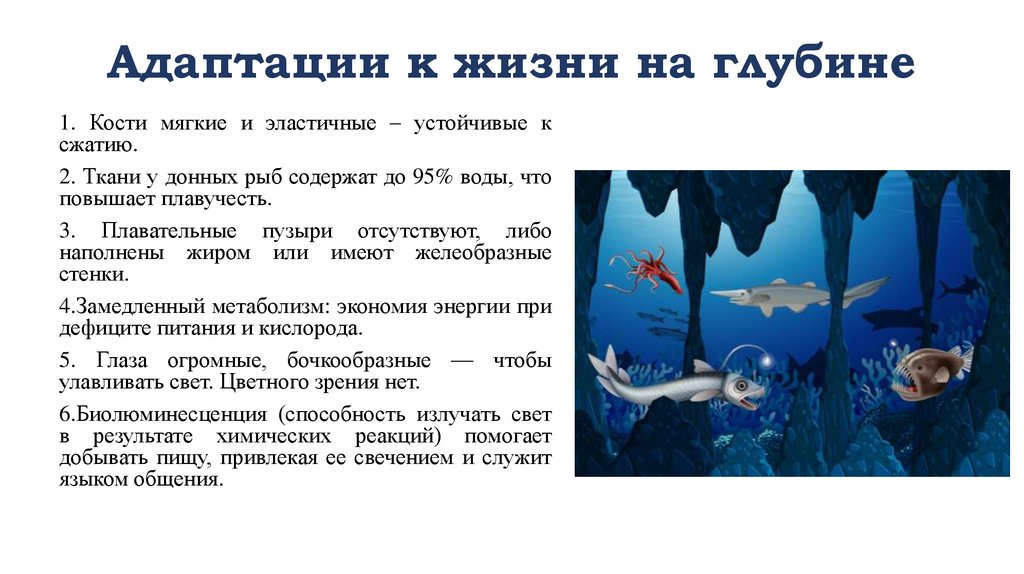 Адаптации к жизни на глубине