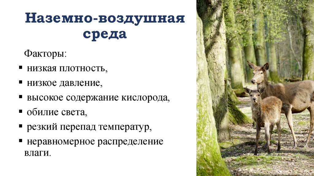 Наземно-воздушная среда