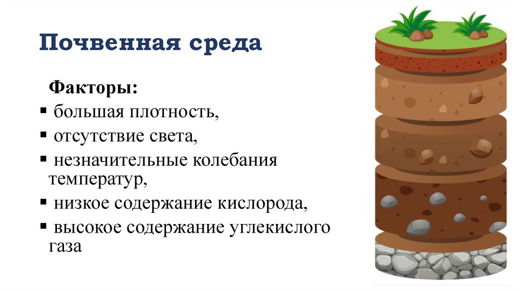 Почвенная среда