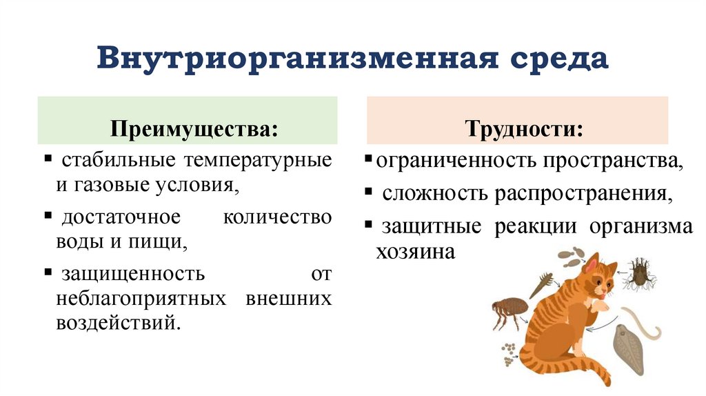 Внутриорганизменная среда