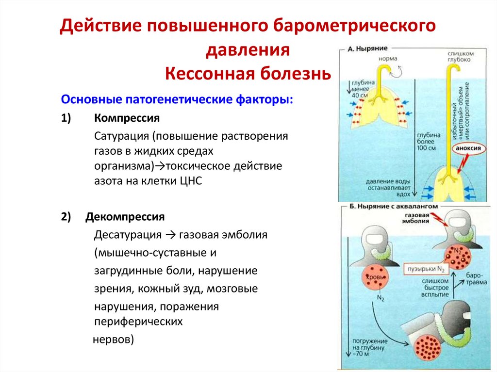 Действие повышенного барометрического давления Кессонная болезнь
