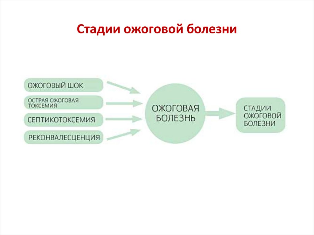 Стадии ожоговой болезни