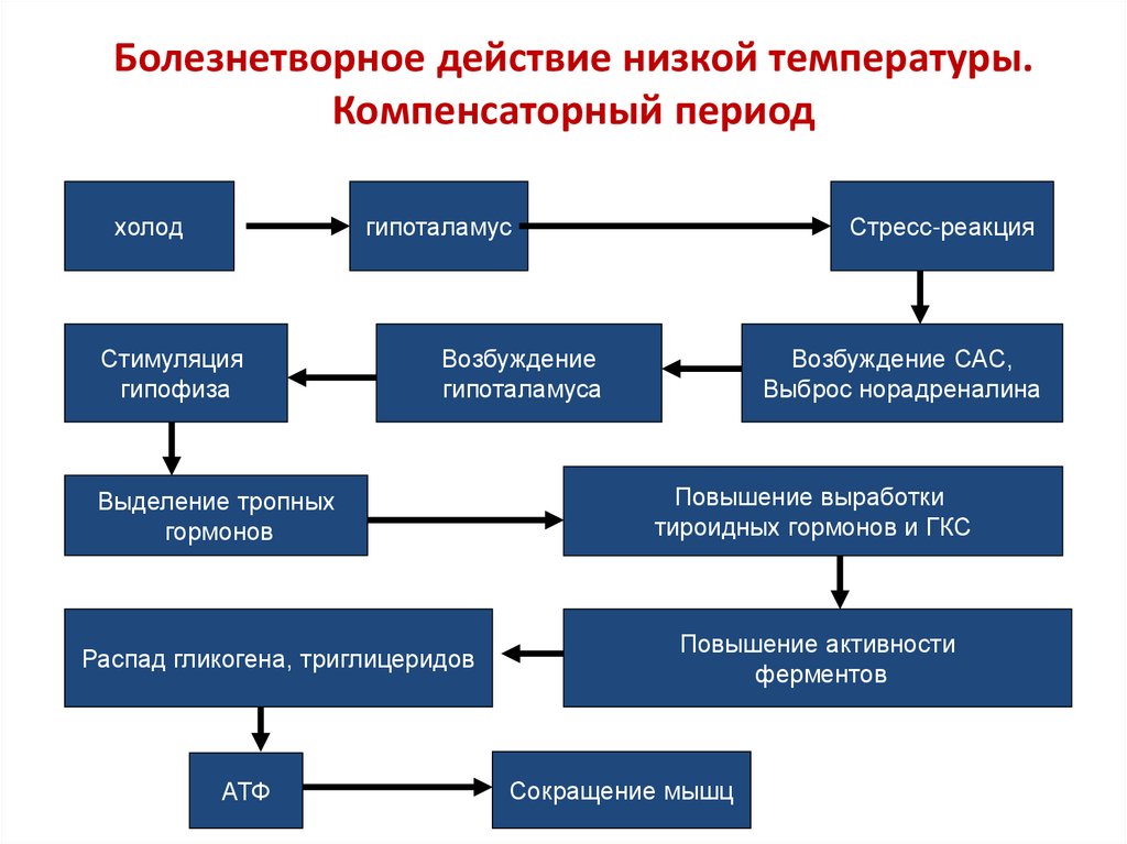 Болезнетворное действие низкой температуры. Компенсаторный период