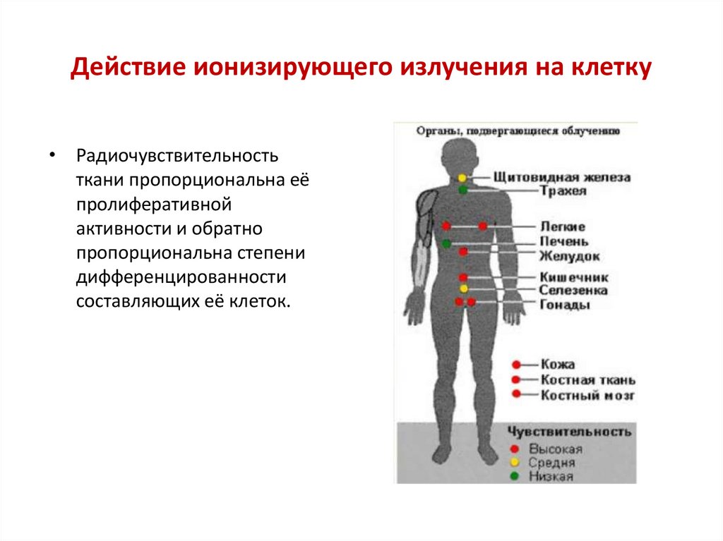 Действие ионизирующего излучения на клетку