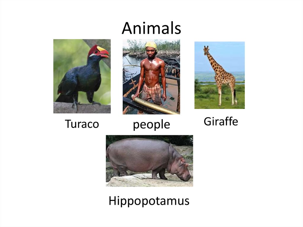 Animals