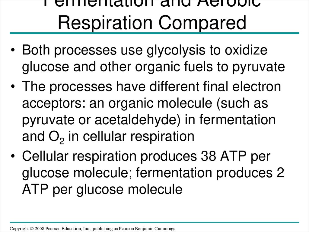 Fermentation and Aerobic Respiration Compared