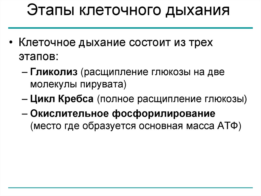 Этапы клеточного дыхания