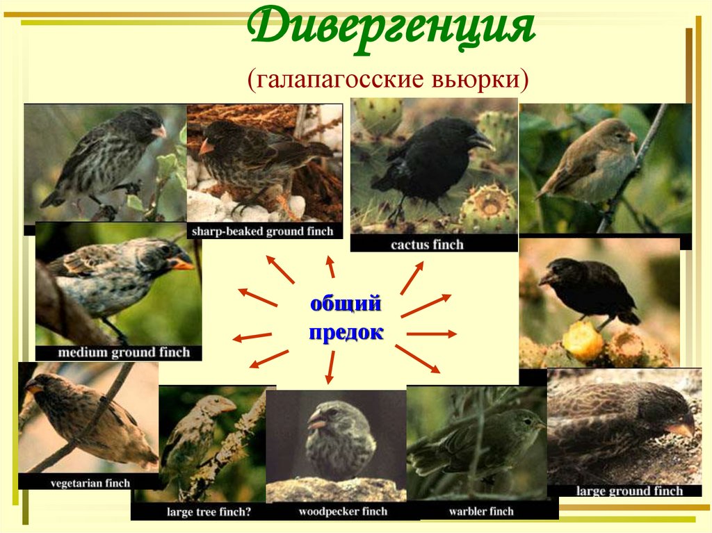 Дивергенция (галапагосские вьюрки)