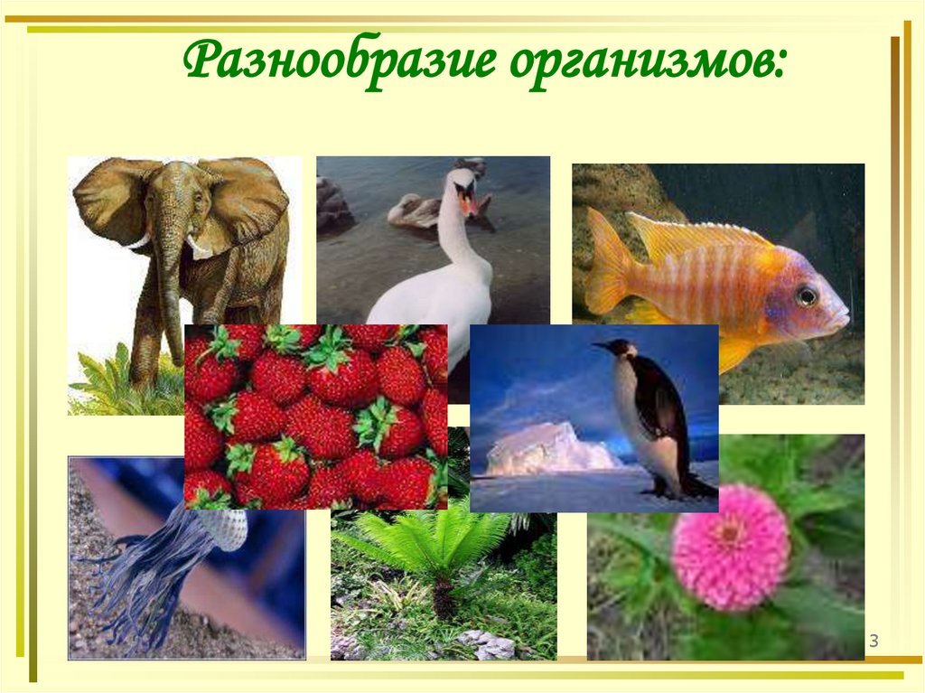 Разнообразие организмов: