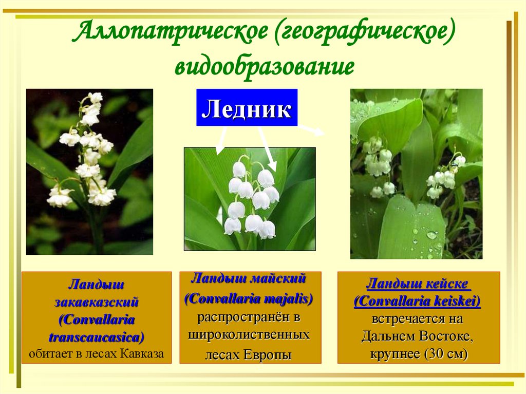 Аллопатрическое (географическое) видообразование