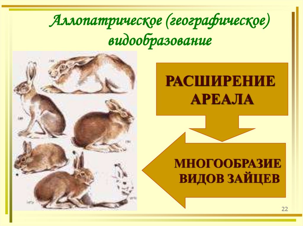 Аллопатрическое (географическое) видообразование