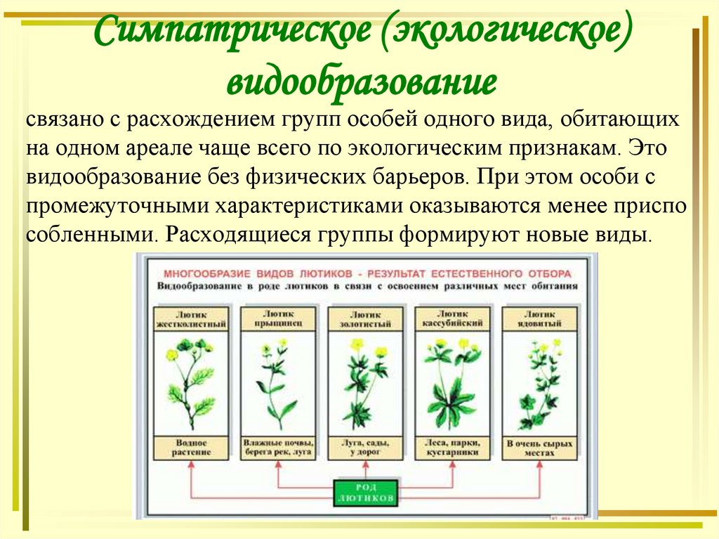Симпатрическое (экологическое) видообразование