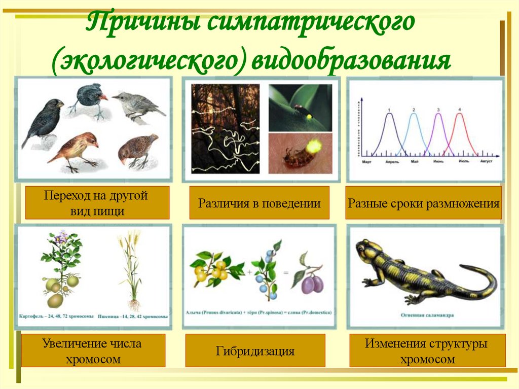 Причины симпатрического (экологического) видообразования