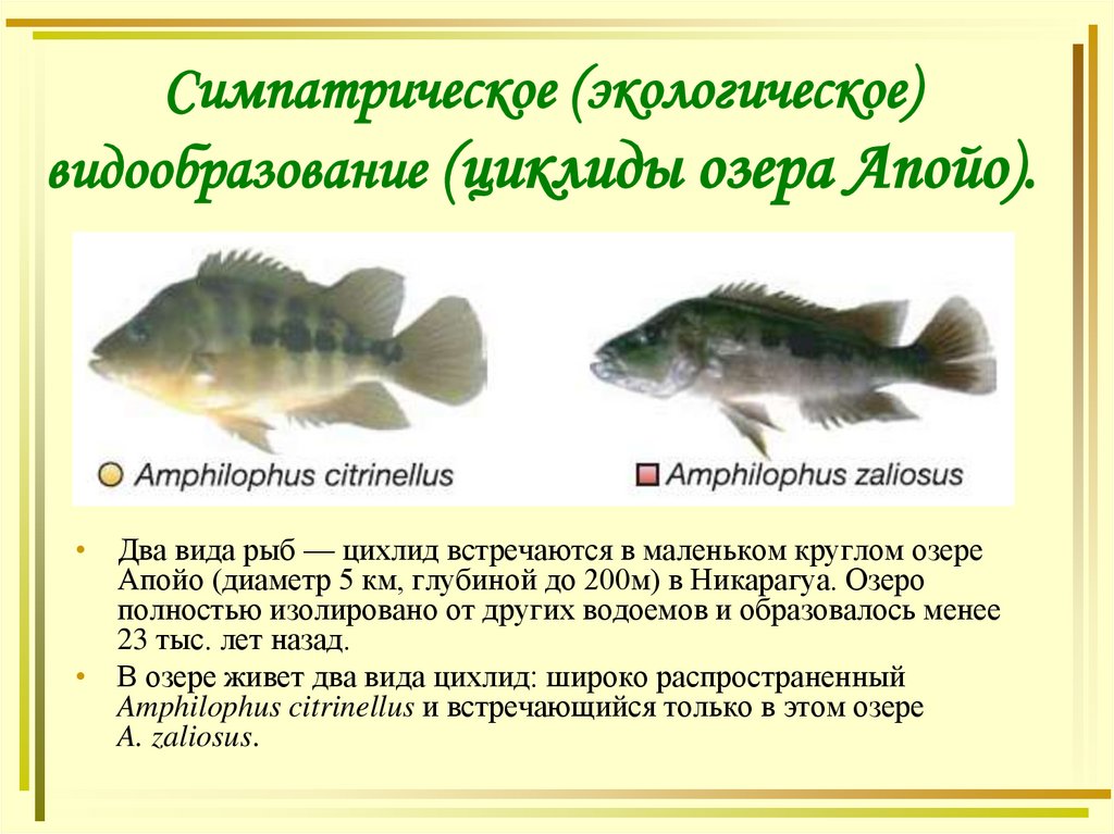 Симпатрическое (экологическое) видообразование (циклиды озера Апойо).